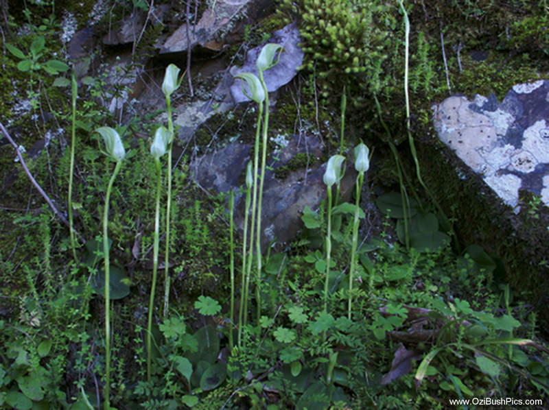 Pterostylis curta, Dalmorton, NSW. Image courtesy of John C. A. Pitkin