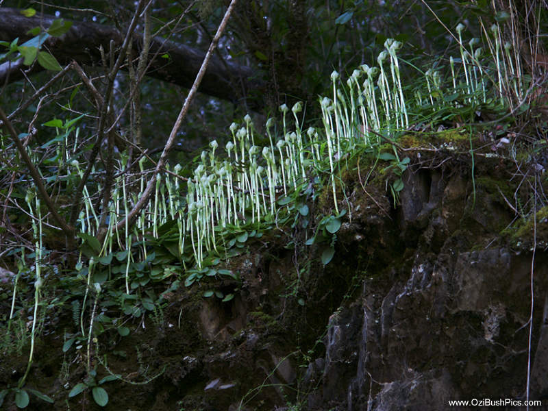 Pterostylis curta, Dalmorton, NSW. Image courtesy of John C. A. Pitkin