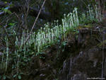 Pterostylis curta, Dalmorton, NSW. Image courtesy of John C. A. Pitkin