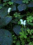 Pterostylis curta, Dalmorton, NSW. Image courtesy of John C. A. Pitkin