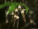 Dendrobium melaleucaphilum - Woodburn, NSW.