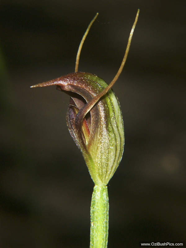 Pterostylis erecta
 - Woodburn, NSW.