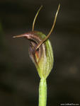 Pterostylis erecta
 - Woodburn, NSW.