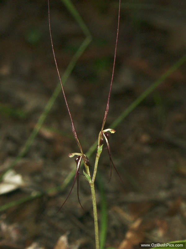 Acianthus caudatus - Bungawalbyn, NSW.
