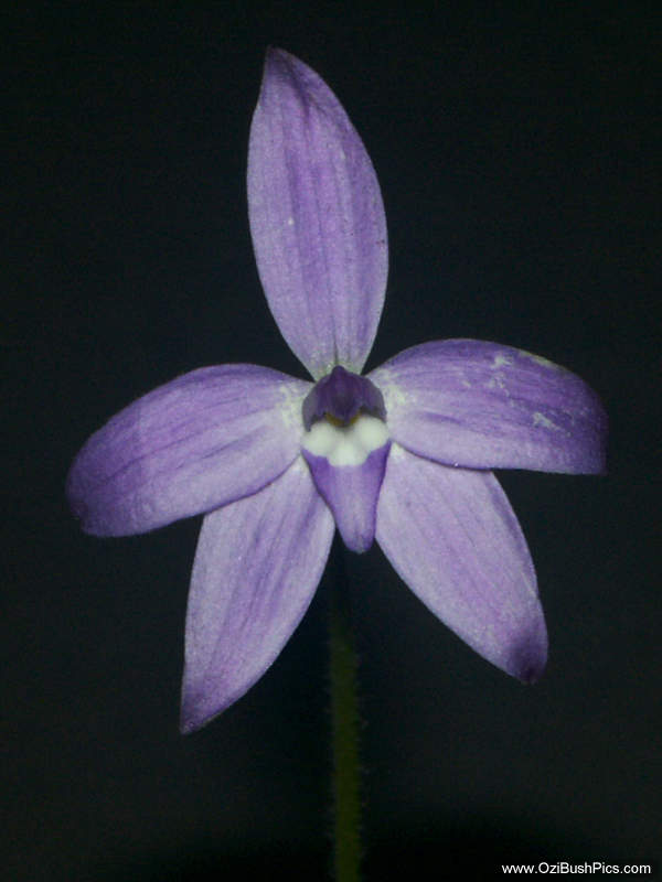 Glossodia major - Bungawalbyn, NSW.
