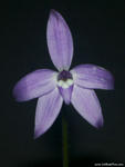 Glossodia major - Bungawalbyn, NSW.
