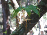 Dendrobium melaleucaphilum - Woodburn, NSW