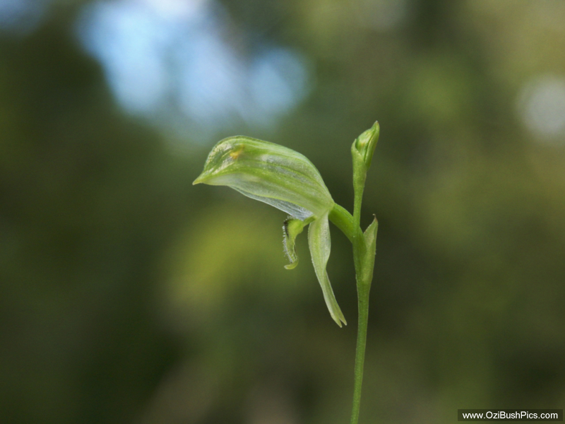 Pterostylis longifolia Bungawalbyn, NSW.