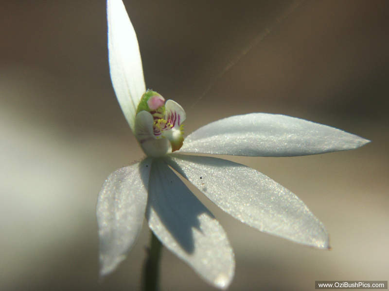 Caladenia sp - Woodburn, NSW