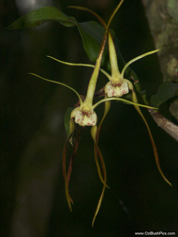Dendrobium tetragonum - Woodburn. NSW