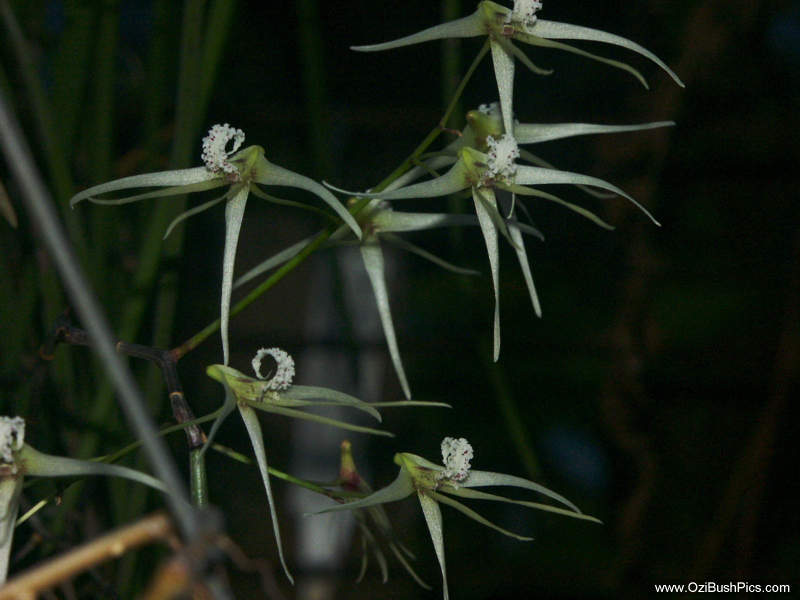 Dockrillia teretifolia - Woodburn, NSW