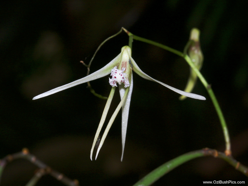 Dockrillia teretifolia Lismore, NSW.