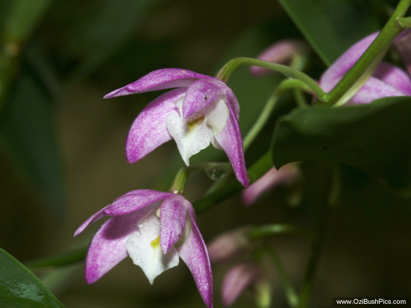 Dendrobium kingianum Minyon Falls, NSW.