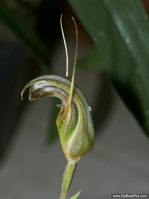 Pterostylis ophioglossa Lismore, NSW.