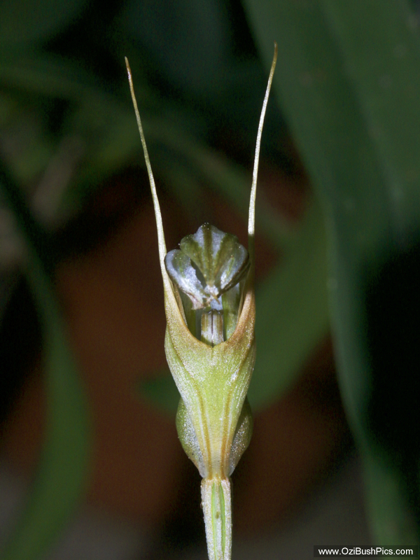 Pterostylis ophioglossa Lismore, NSW.