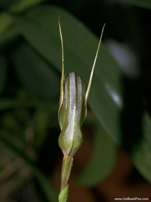 Pterostylis ophioglossa Lismore, NSW.