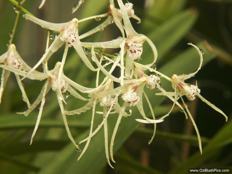 Dockrillia teretifolia - Woodburn, NSW