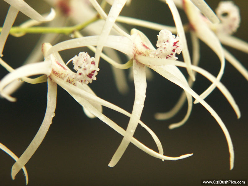Dockrillia teretifolia - Woodburn, NSW