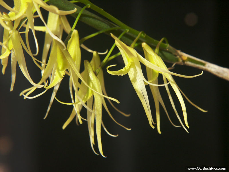 Dockrillia racemosa - Nursery Grown