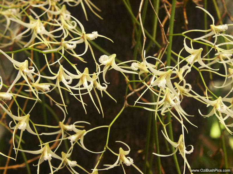Dockrillia schoenina - Richmond Range National Park, NSW