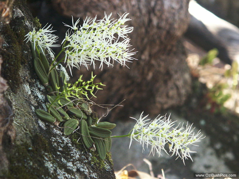 Dockrillia linguiformis - Woodburn, NSW