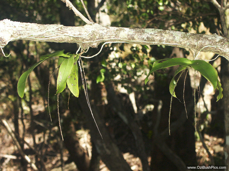 Peristeranthus hilli in spike - Woodburn, NSW