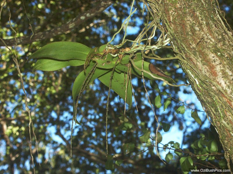Peristeranthus hilli in spike- Woodburn, NSW