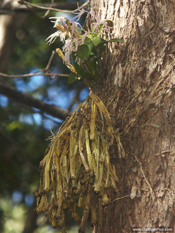 Dendrobium aemulum - Woodburn, NSW