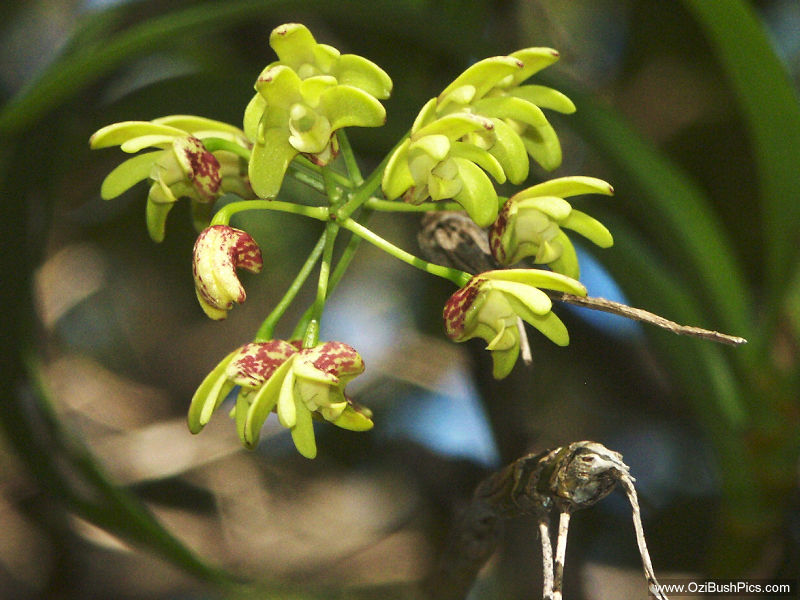 Dendrobium gracilicaule - Woodburn, NSW