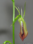 Cryptostylis subulata. 
Bi-Centenial Park Ballina, NSW.