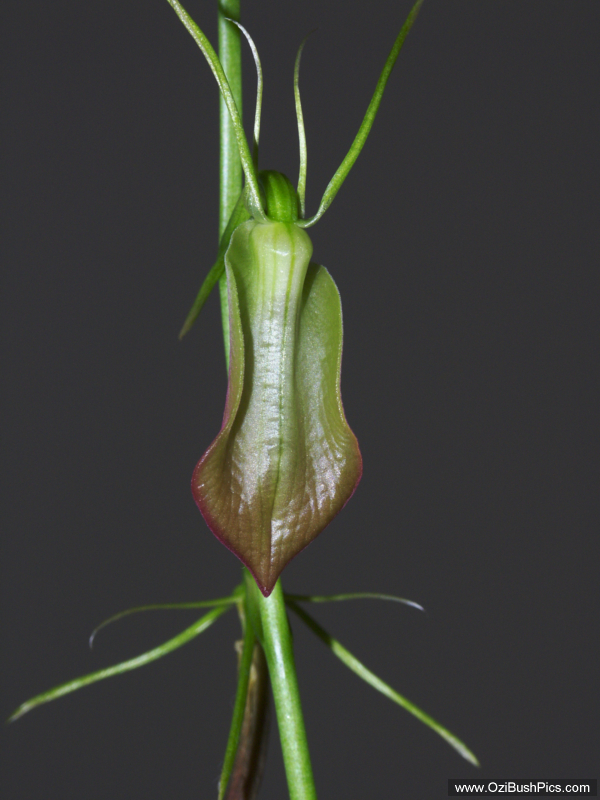 Cryptostylis subulata. 
Bi-Centenial Park Ballina, NSW.