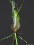 Cryptostylis subulata. 
Bi-Centenial Park Ballina, NSW.