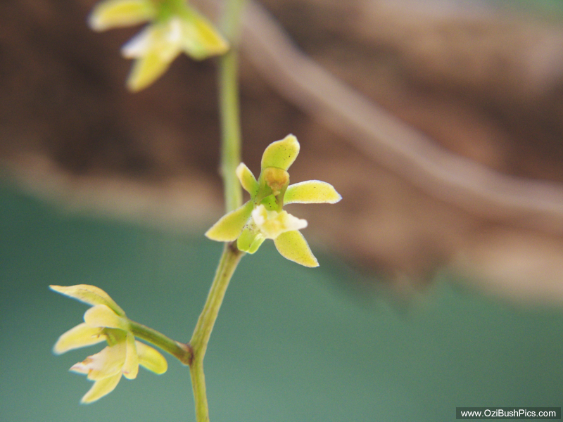 Plectorrhiza tridentata. A very pale form from Woodburn, NSW