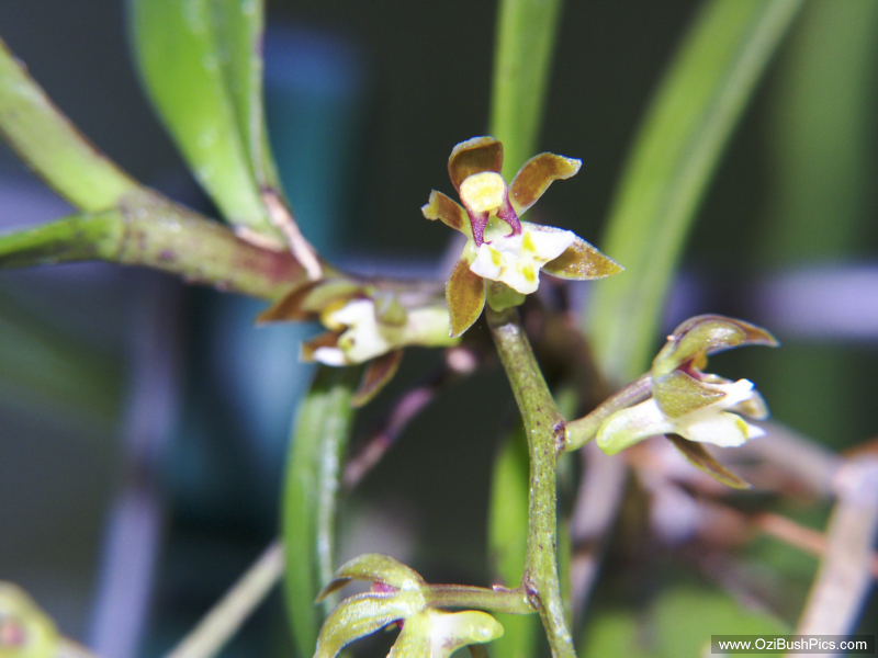Plectorrhiza tridentata.
Woodburn, NSW.