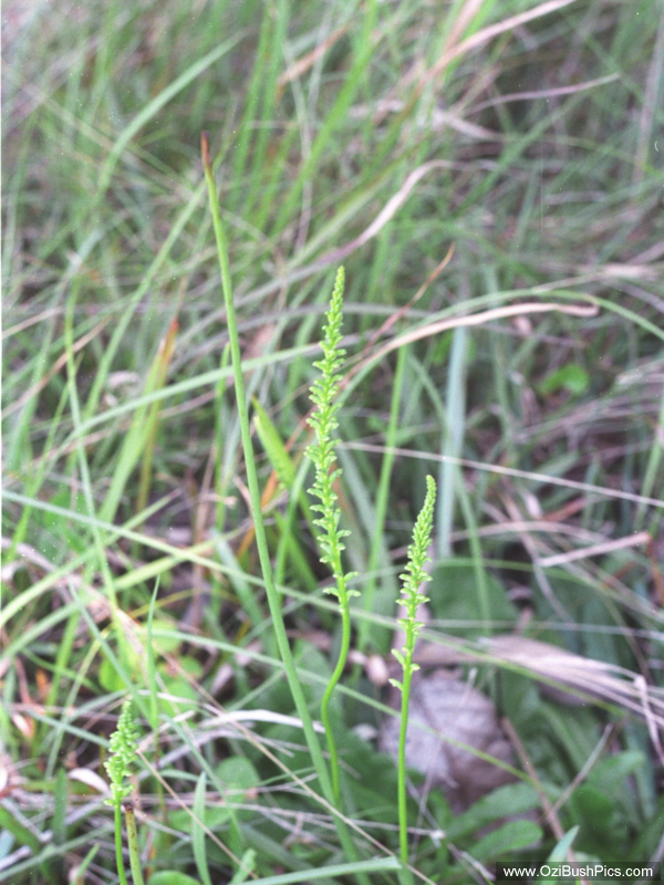 Microtis unifolia. Airport Road, Ballina NSW.