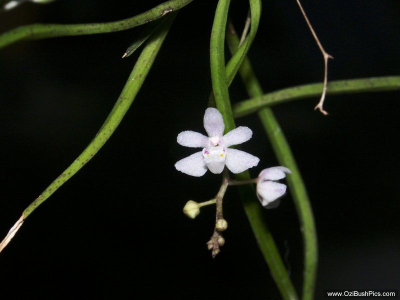 Sarcochilus hillii. Peacock Creek, NSW.