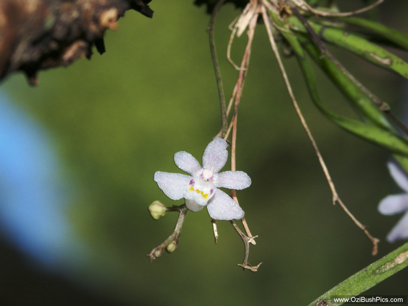 Sarcochilus hillii. Peacock Creek, NSW.