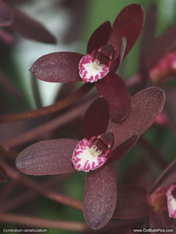 Cymbidium canaliculatum - Nursery Grown