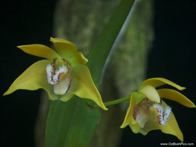 Dendrobium fleckeri - North Queensland native, Nursery grown.
