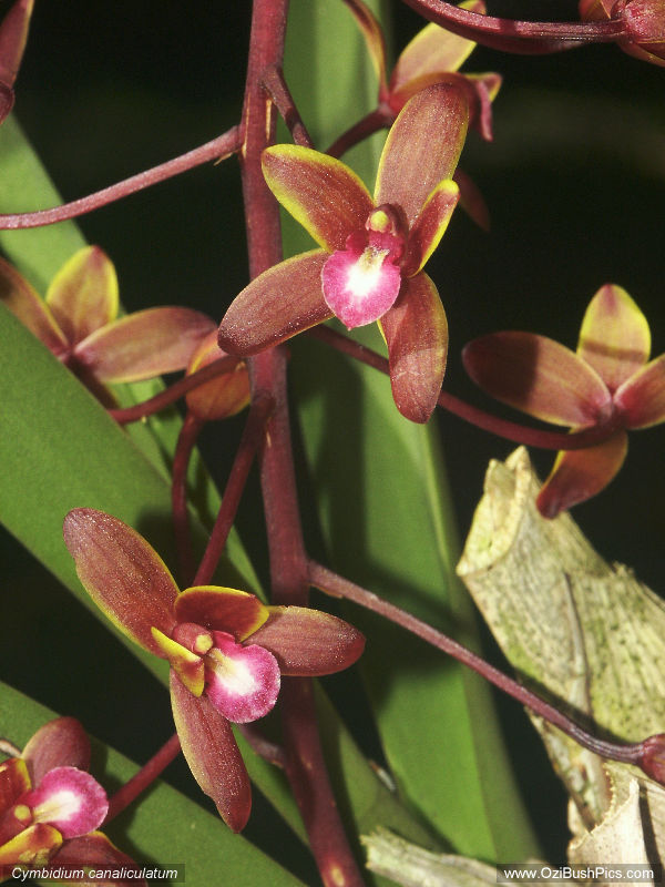 Cymbidium canaliculatum - North Queensland form, nursery grown.