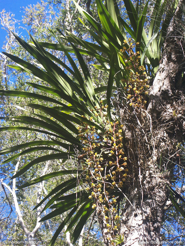 Cymbidium madidum - Woodburn, NSW.