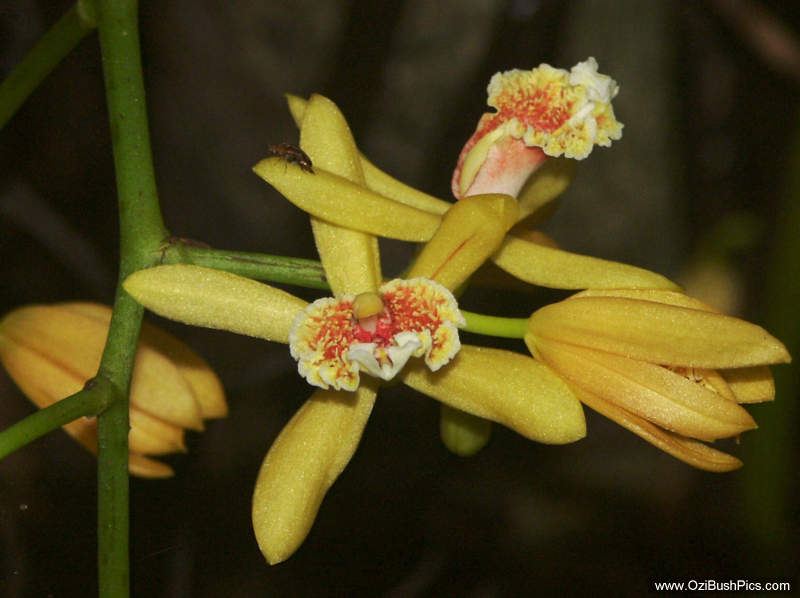 Pseudovanilla foliata - Alstonville, NSW