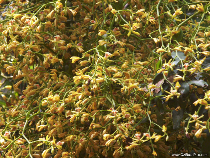 Pseudovanilla foliata - Alstonville, NSW