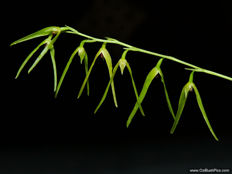 Bulbophyllum elisae - Glen Innes, NSW.