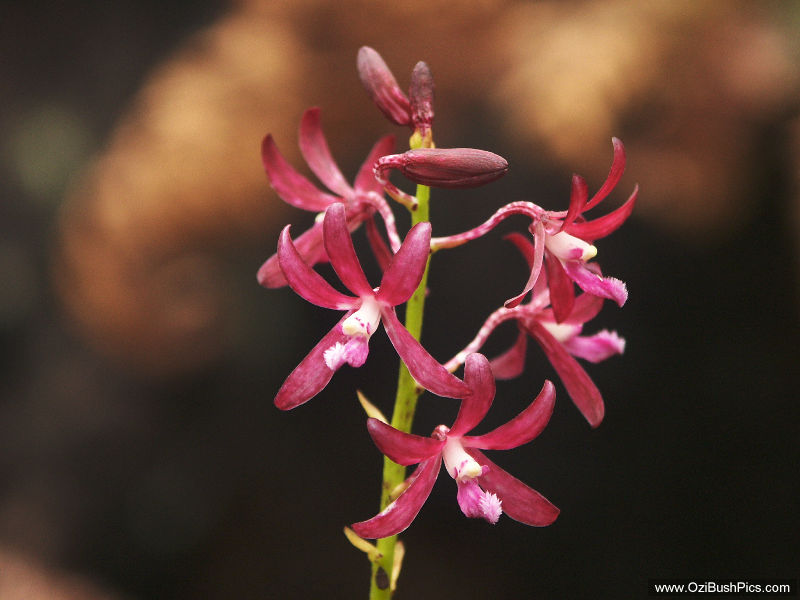 Dipodium variegatum - Woodburn, NSW.