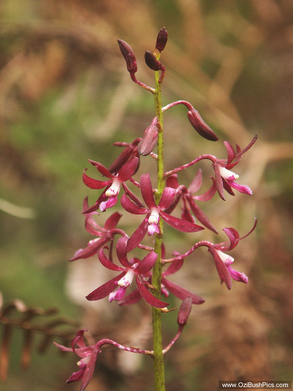 Dipodium variegatum - Woodburn, NSW.