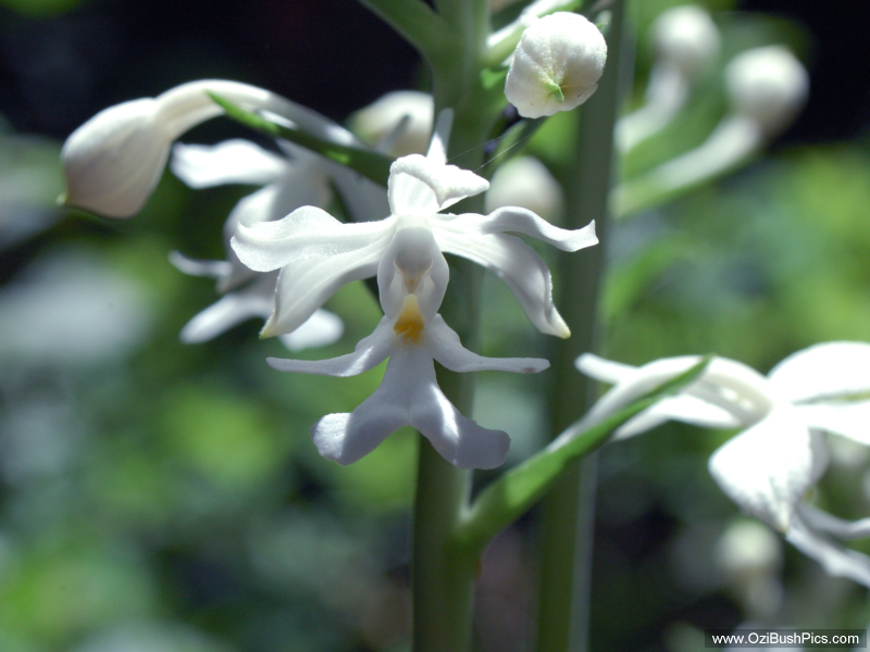 Calanthe triplicata (Christmas Orchid), Richmond Range National Park, NSW.