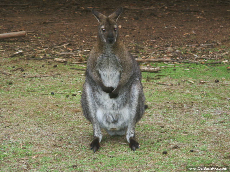 Red Necked Wallaby "Macropus rufogriseus" Port Arthur TAS.