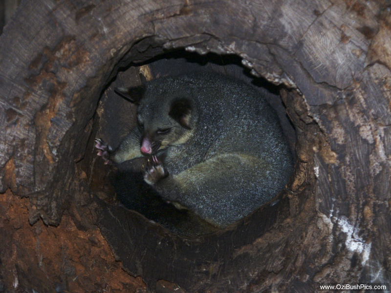 Brushtail Possum.   Port Arthur, TAS.