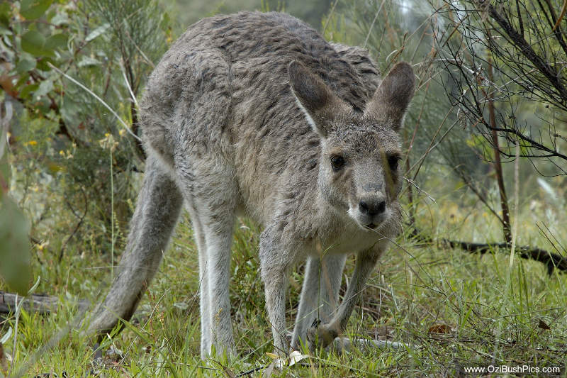 Kangaroo - Girraween National Park, QLD